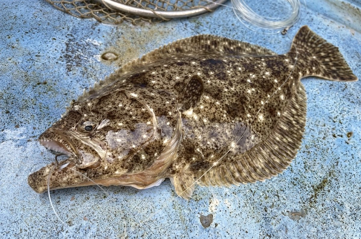 ヒラメの釣果写真